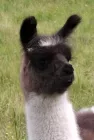Sali de Oro