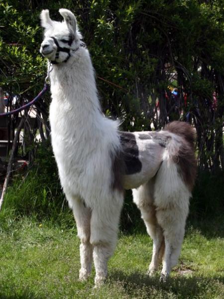 FANNI LEMMERMAYER / 2PLY ALPACA/FAWN 【公式通販】