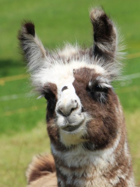 Fuego de Oro, Wooly Lama Verkaufte Lamas Lama & Alpaka Zucht