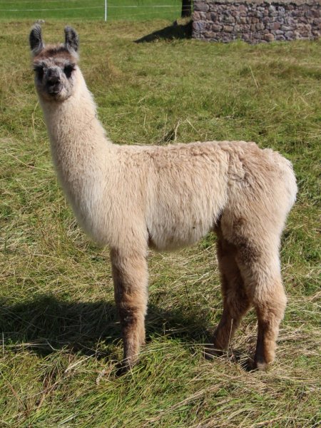 Lentano de Oro, Wooly Lama Verkaufte Lamas Lama & Alpaka Zucht