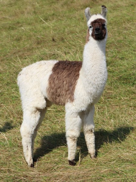 Nepal de Oro, Woolysilky Lama Verkaufte Lamas Lama & Alpaka Zucht