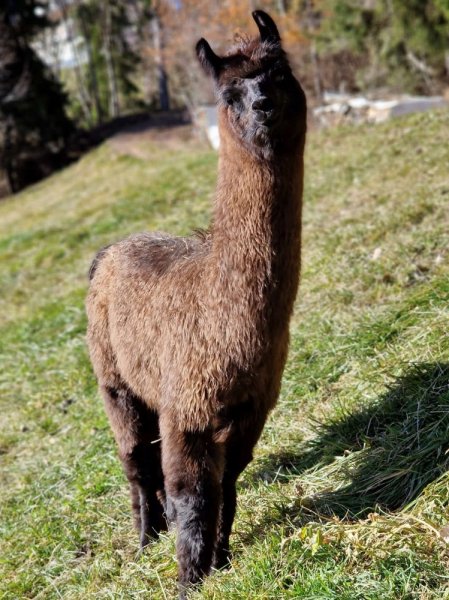 Pino de Oro, Wooly Lama Nachzucht LamaJungtiere Lama & Alpaka
