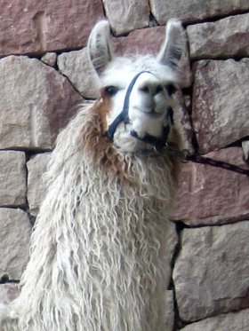 Bild vergrößern Rosada de Oro