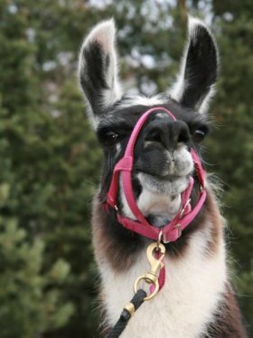 Bild vergrößern Camillo von Emmers