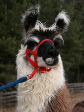 Bild vergrößern Dolomitos I de Oro