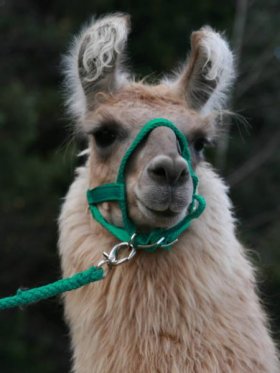 Bild vergrößern Luca de Oro