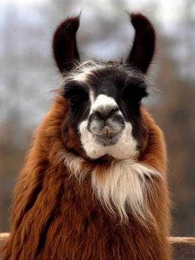 Bild vergrößern MMR Rossellini