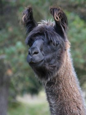 Bild vergrößern Barella