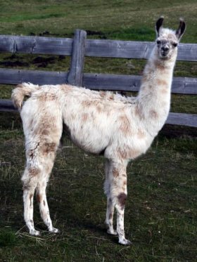 Bild vergrößern Cajamarca de Oro