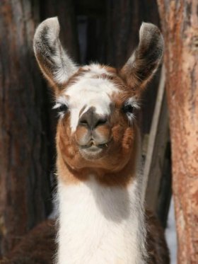 Bild vergrößern Livie de Oro