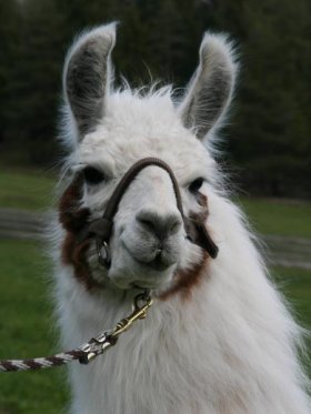 Bild vergrößern Dolomitos de Oro