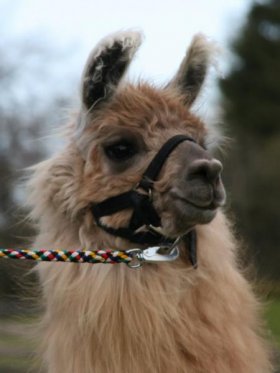 Bild vergrößern Liana de Oro