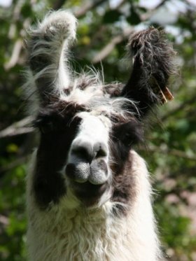 Bild vergrößern Estela del Sur