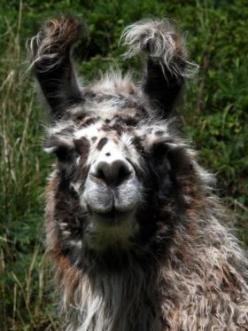 Bild vergrößern Blume de Oro