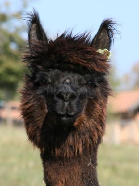 Paca de Vita