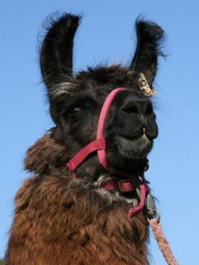 Bild vergrößern Tapera del Sur