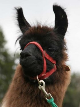 Bild vergrößern Loano de Oro