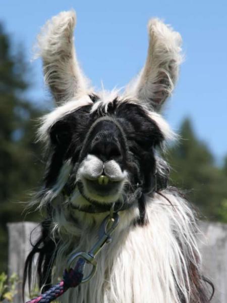 Zorro de Colpita