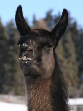 Bild vergrößern Cindy de Oro