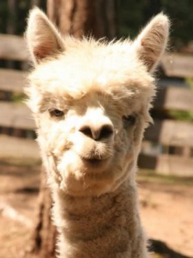 Bild vergrößern Killa de Challuma