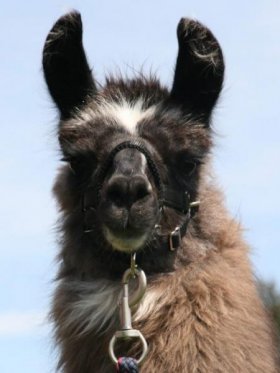 Bild vergrößern Almoraima de Oro