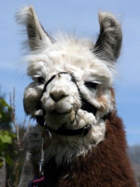 Bild vergrößern Marlene de Oro