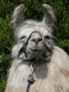 Bild vergrößern Nahuel del Sur