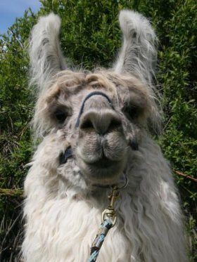 Bild vergrößern Balbo de Oro