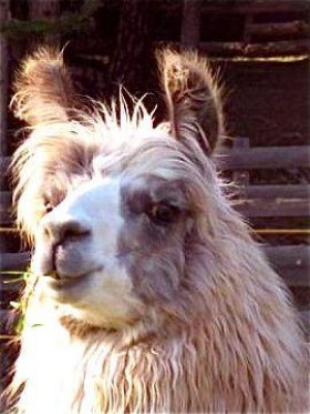 Bild vergrößern Ciro de Oro