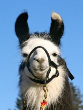 Bild vergrößern Allegra de Oro