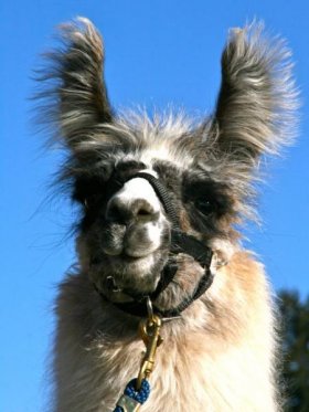 Bild vergrößern Loretta de Oro