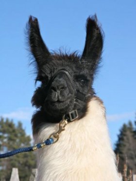 Bild vergrößern Tutenchamun de Oro