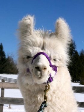 Bild vergrößern Balinka de Oro