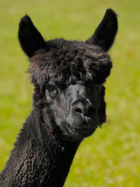 Adventure Black Beauty