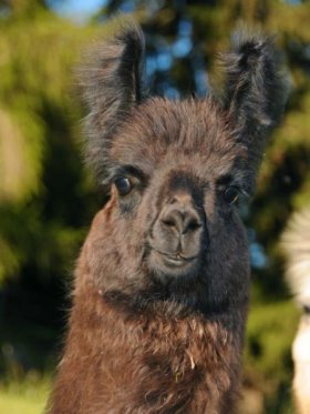 Bild vergrößern Bagira de Oro