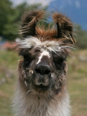 Bild vergrößern Esperanza del Sur