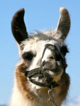 Bild vergrößern Dolomite de Oro