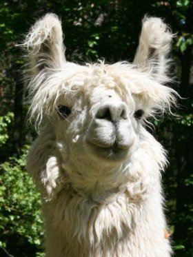 Bild vergrößern Rayan de Oro