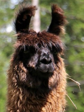 Bild vergrößern Monalisa de Oro