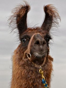 Bild vergrößern Aluna de Santa Elena