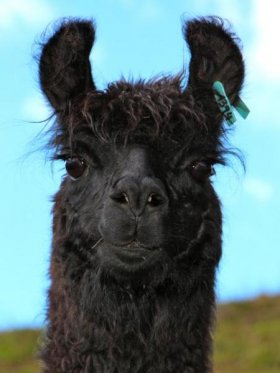 Bild vergrößern Pandora del Sur