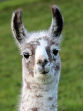 Bild vergrößern Choque de Oro