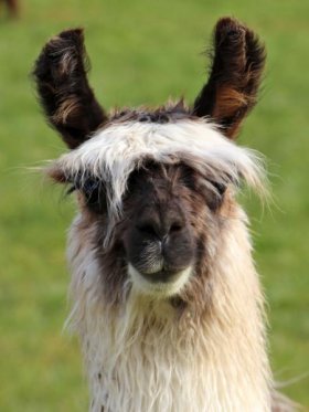 Bild vergrößern Ikarus de Oro