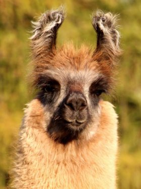 Bild vergrößern Ramses de Oro