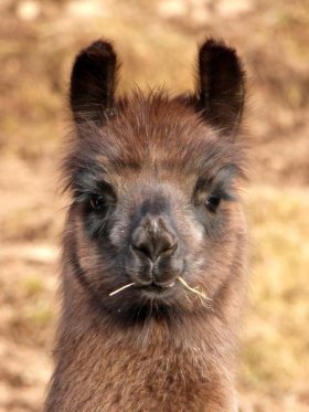 Bild vergrößern SamÃn de Oro