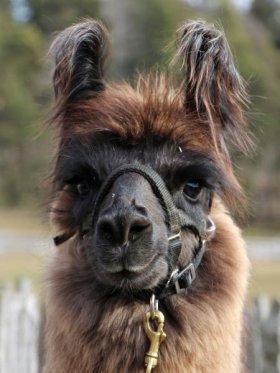 Bild vergrößern Alima de Santa Elena