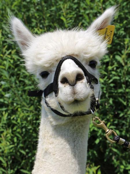 Roy Lambada 
