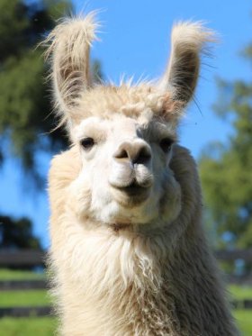 Bild vergrößern Lami de Oro