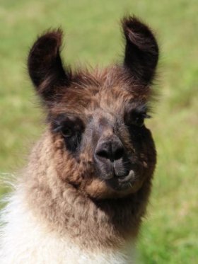 Bild vergrößern Tintina de Oro