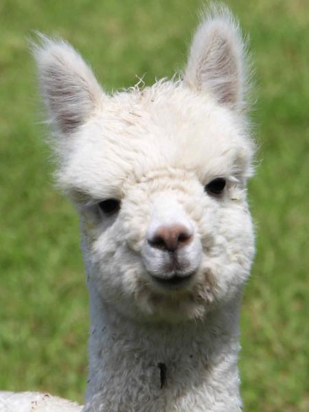Camal de Oro